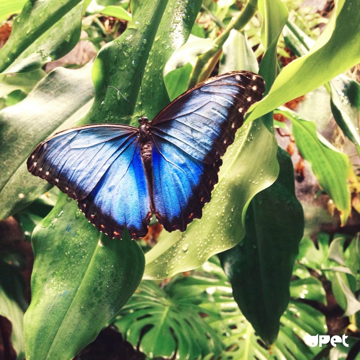 Махаон (бабочка)