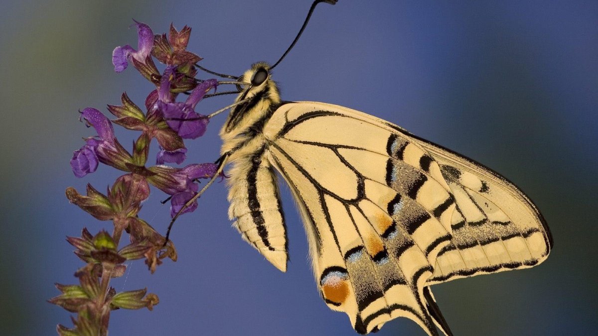 Жук скарабей Египет