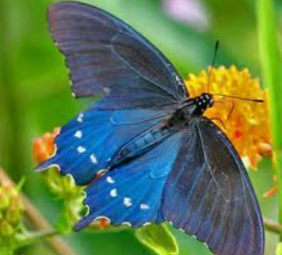 Pipevine Swallowtail бабочка
