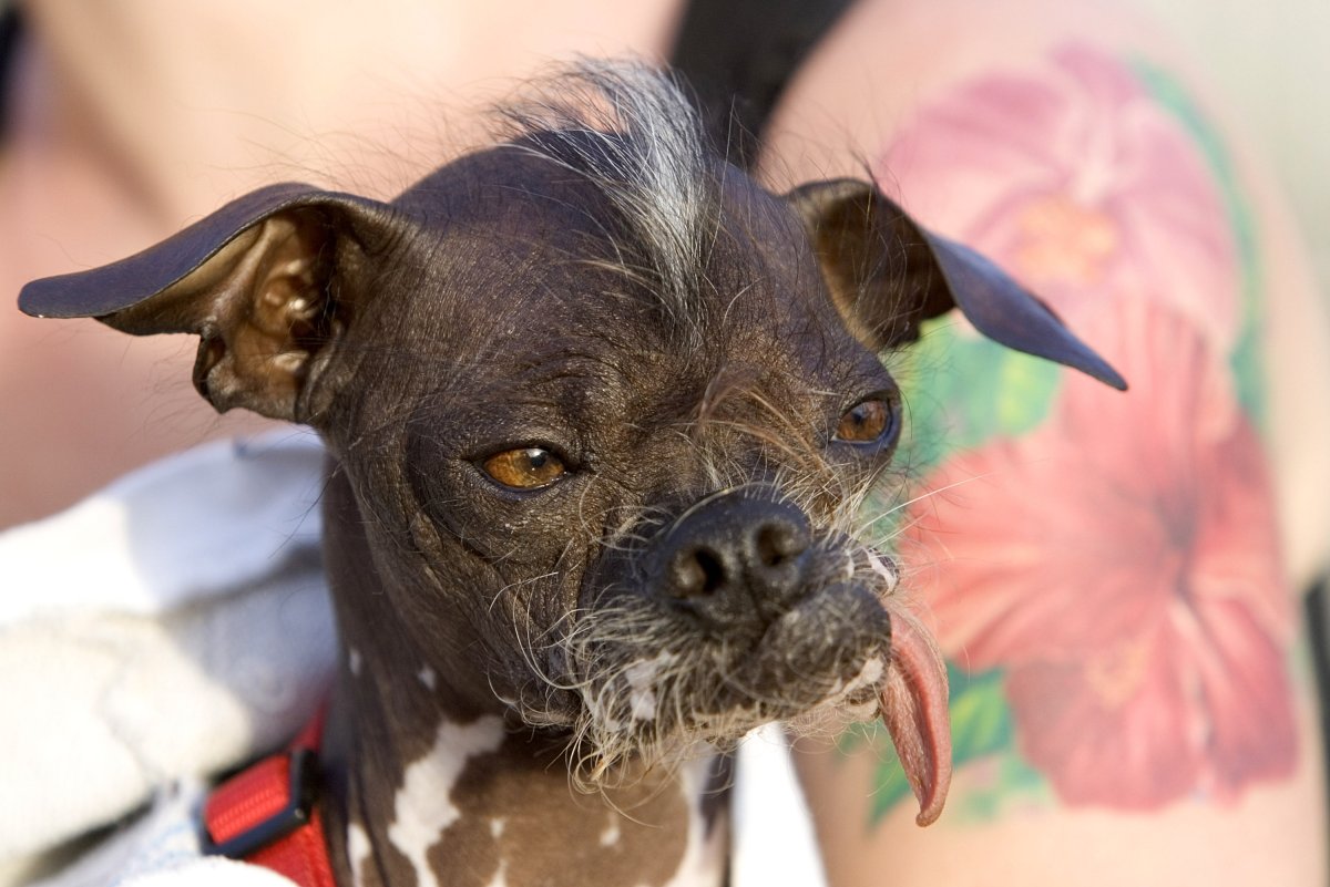 Чихуа китайская хохлатая