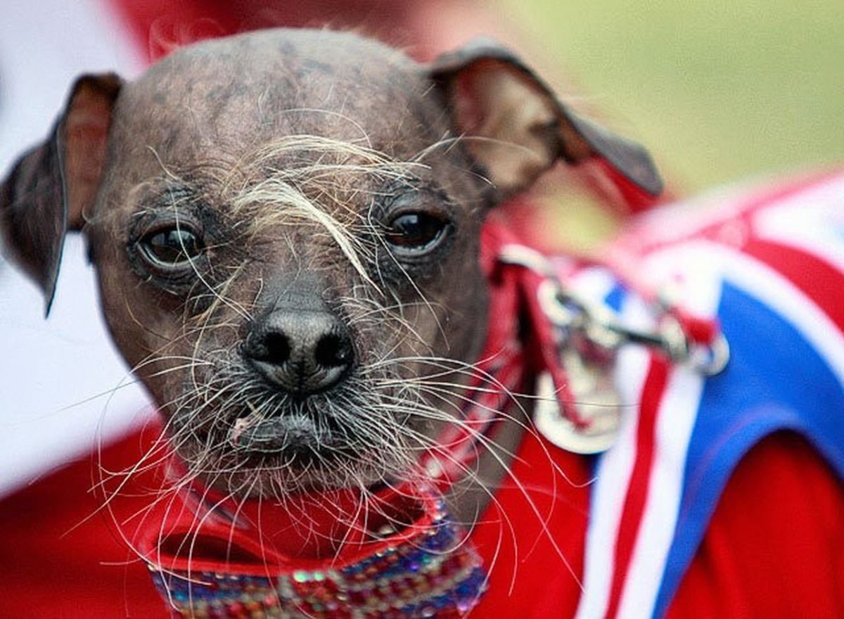 Чихуахуа китайская хохлатая