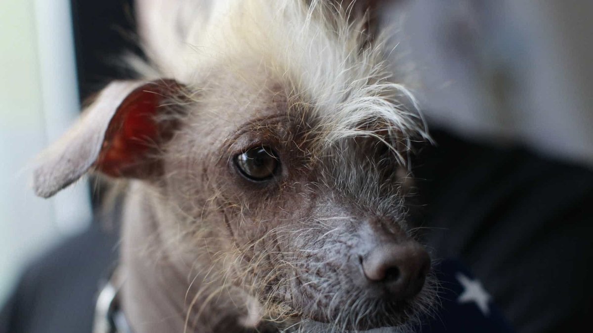 Чихуахуа хохлатая Элвуд