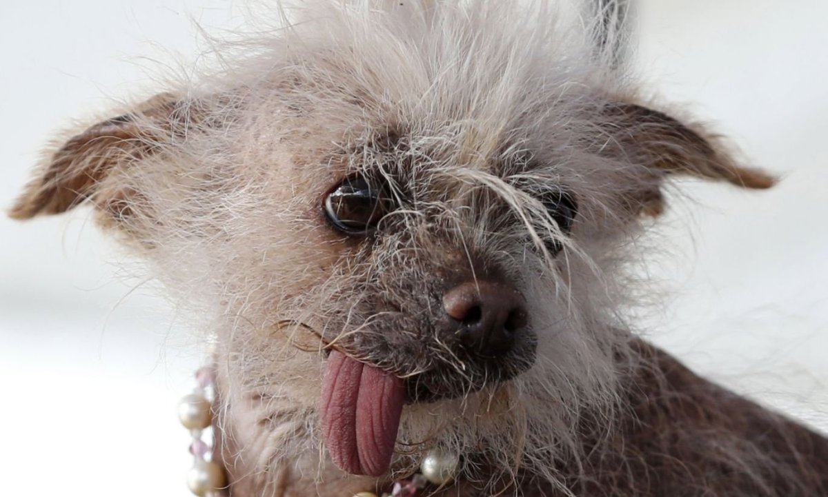 Китайская хохлатая Сэм