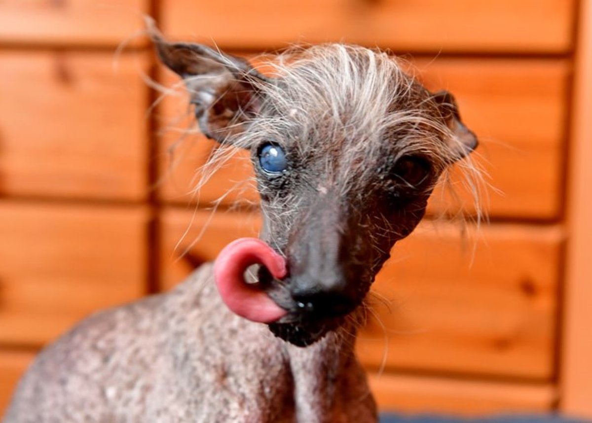 Собака миостатин питбуль