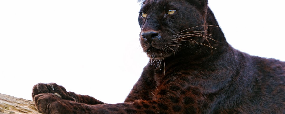 Черная пантера