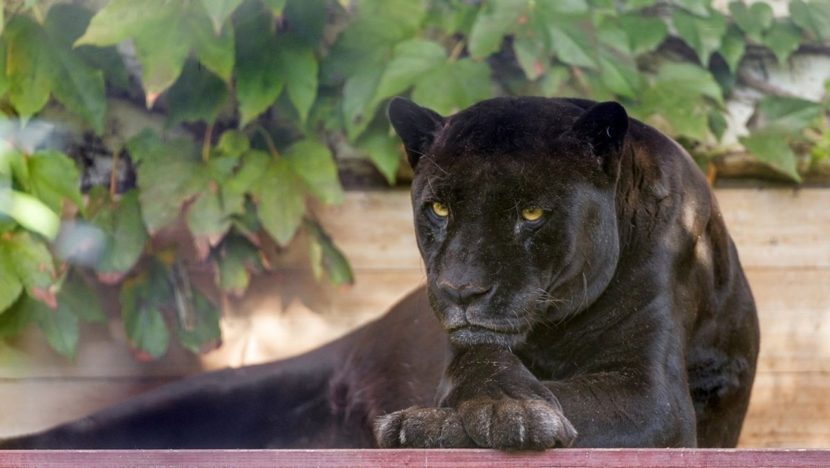 Гималайская пантера