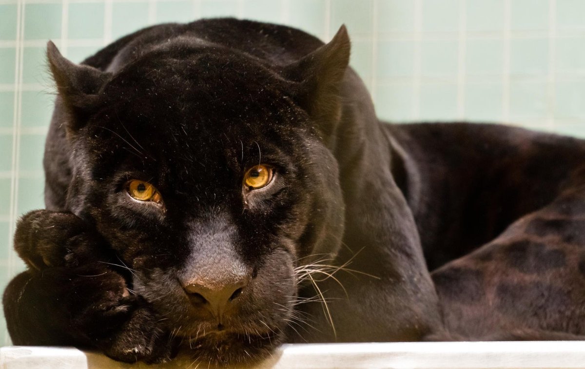 Пантера с желтыми глазами