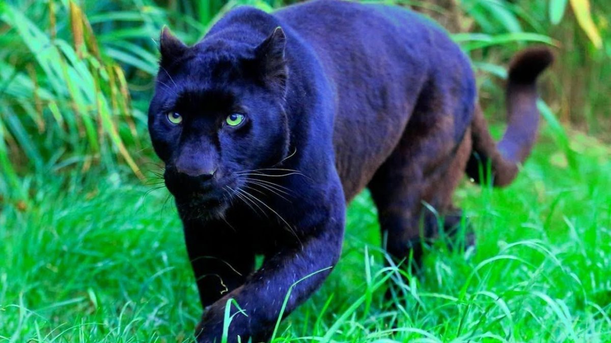 Пантера тигр животное