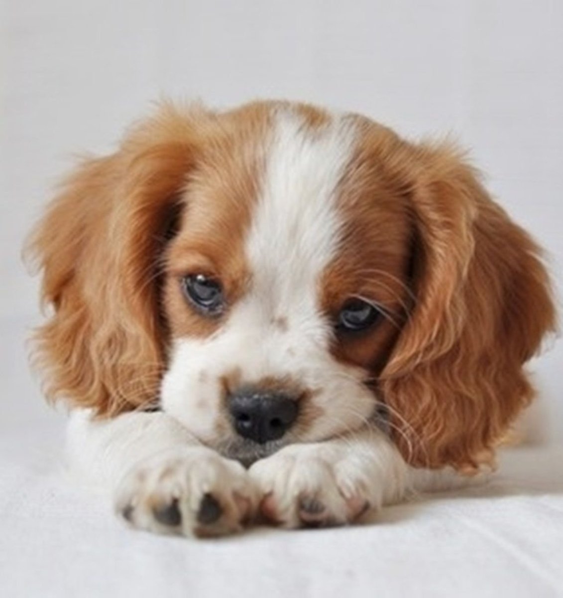 Кавалер Кинг Чарльз спаниель