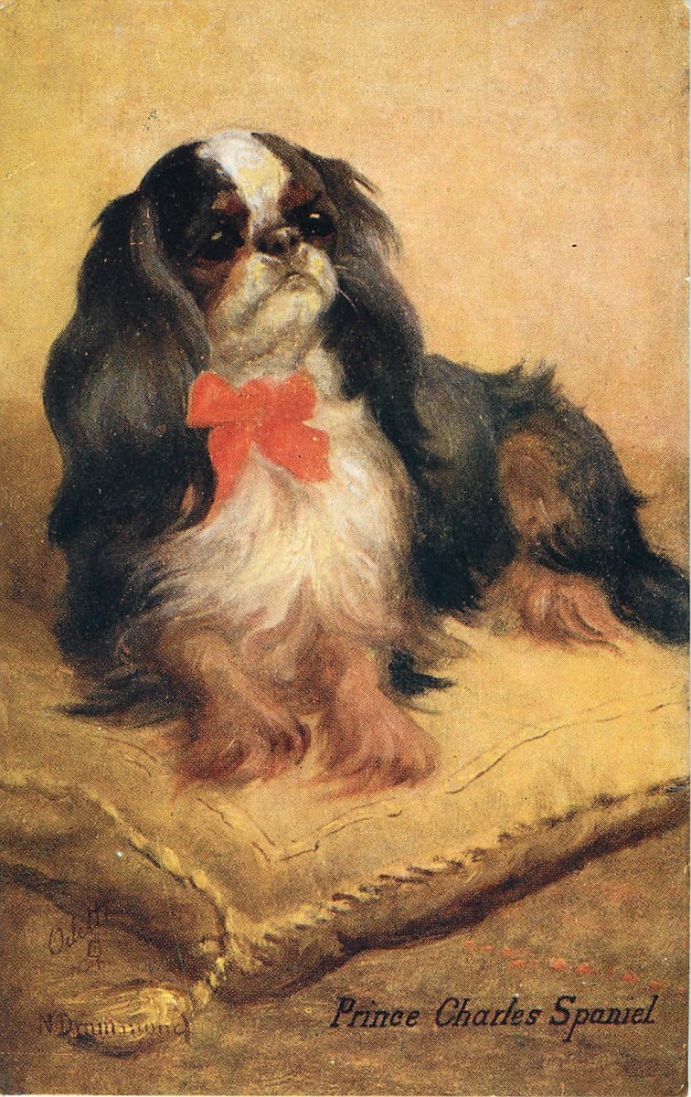 Кавалер Кинг Чарльз и японский Хин