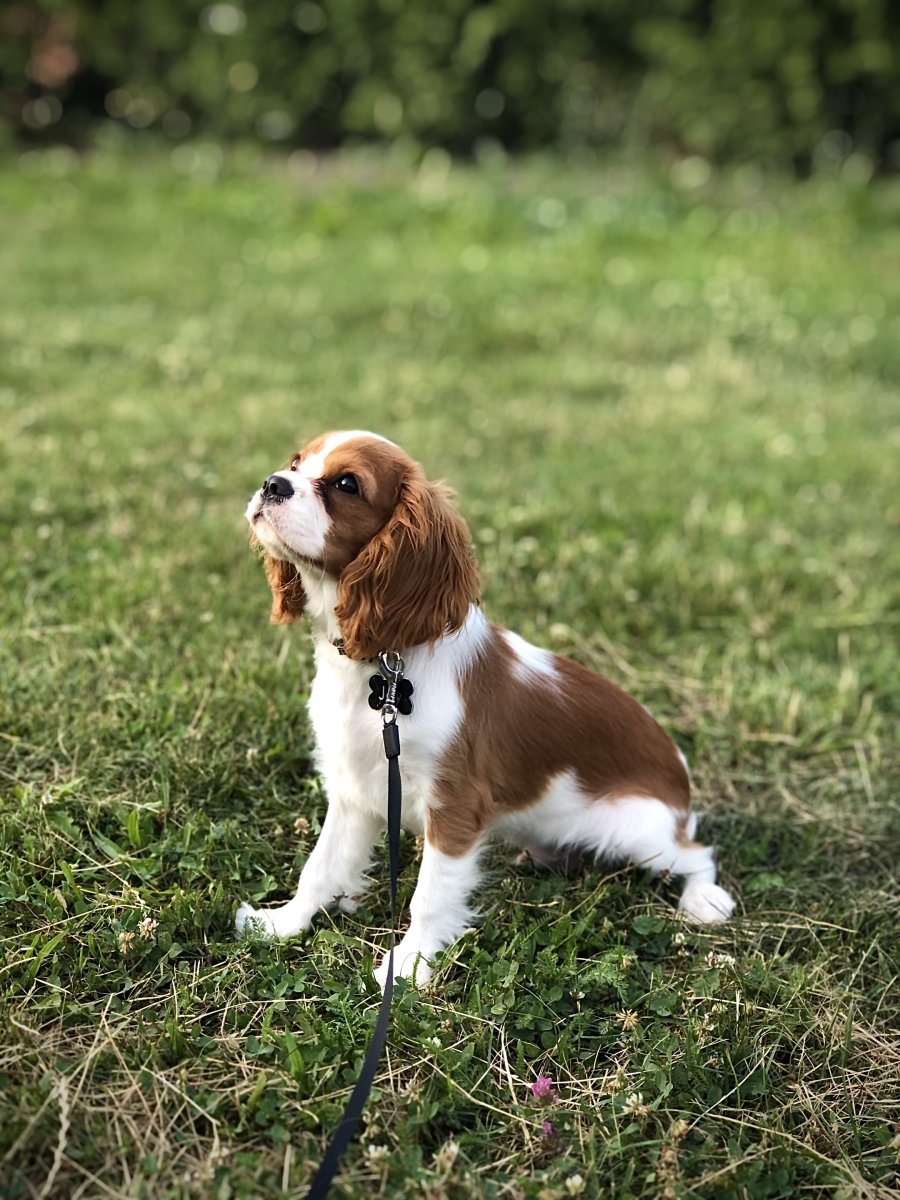 Кокер спаниель кавалер