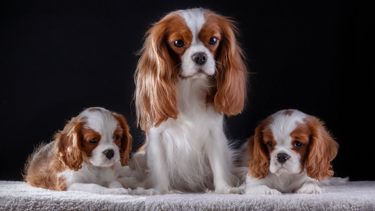 Кинг Чарльз спаниель Рубин