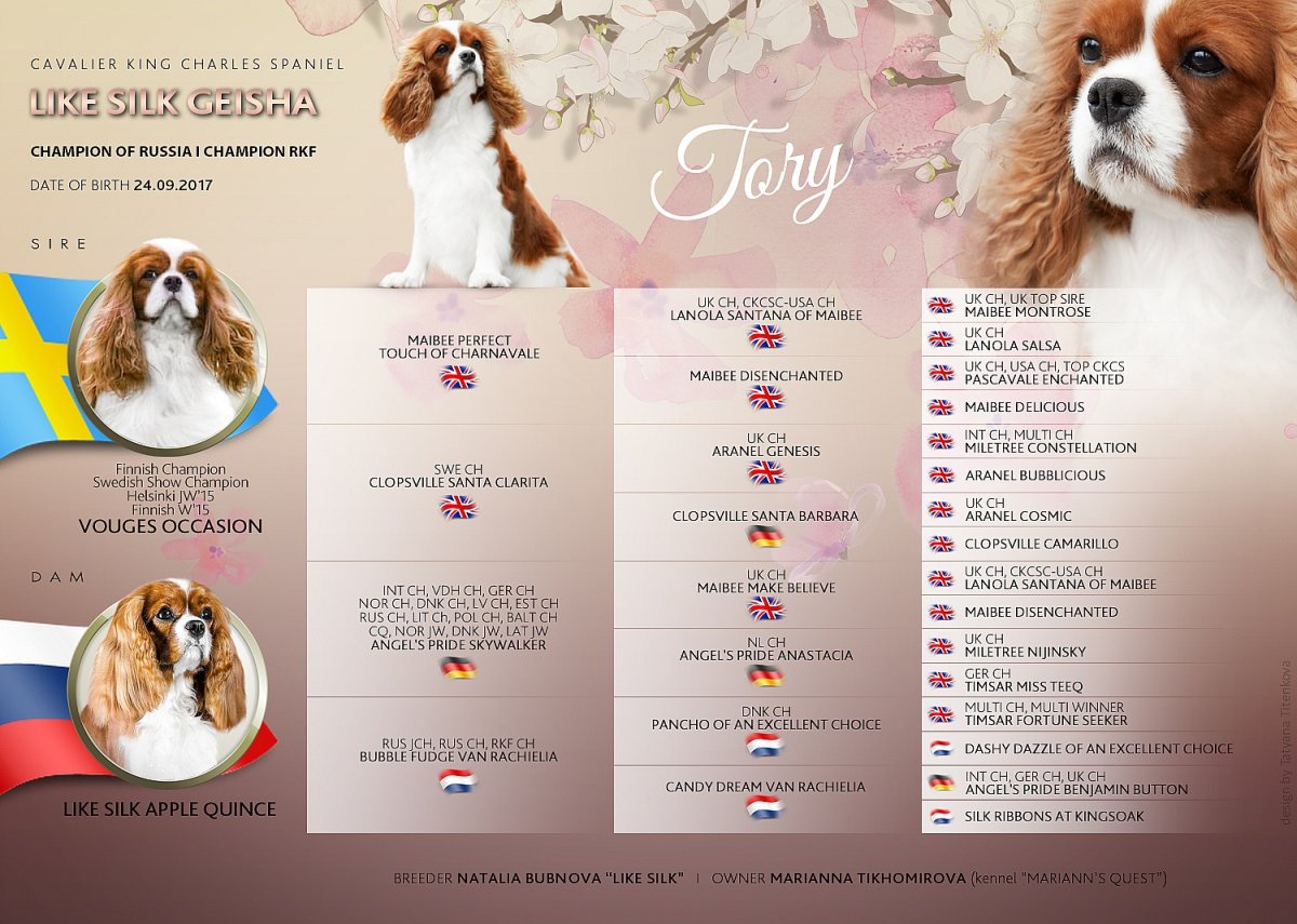 Размер одежды кавалер Кинг Чарльз спаниель