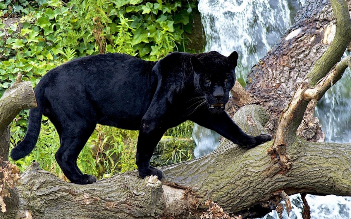 Черная пантера самец