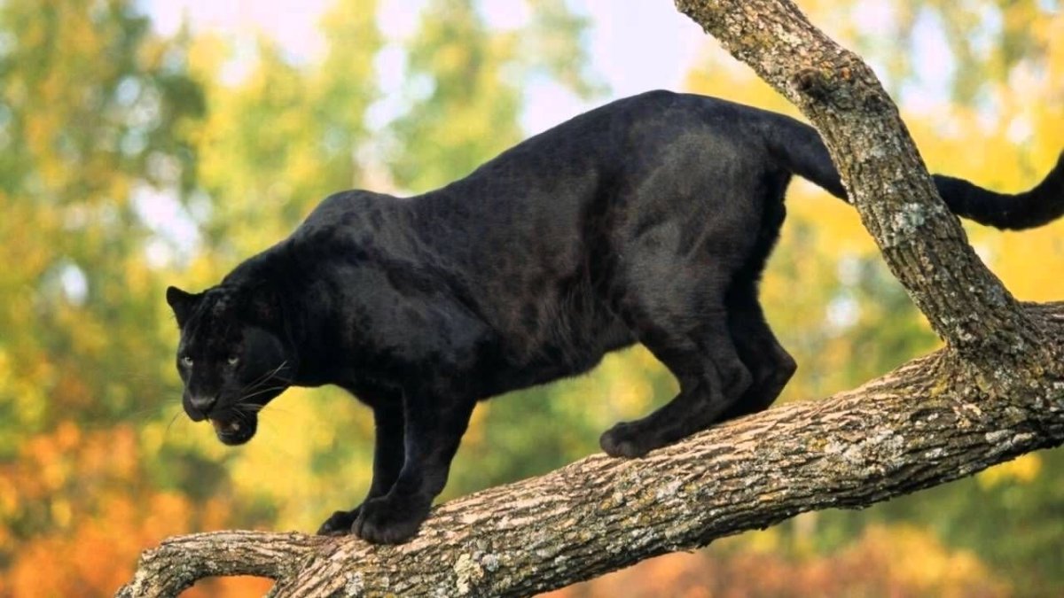 Много пантер