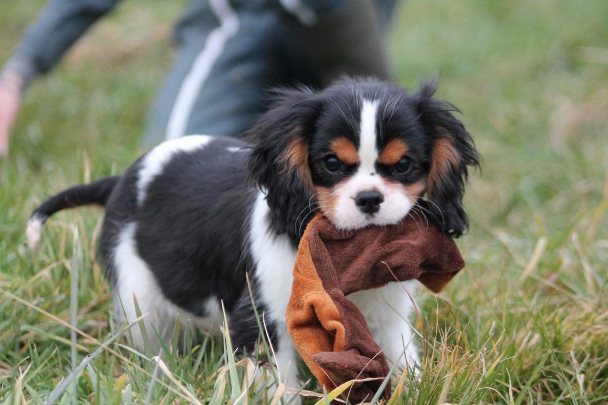 Кинг-Чарльз-спаниель короткошерстный