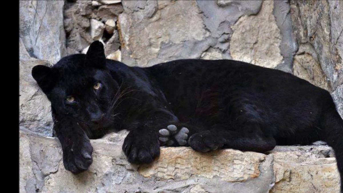 Черная пантера лежит