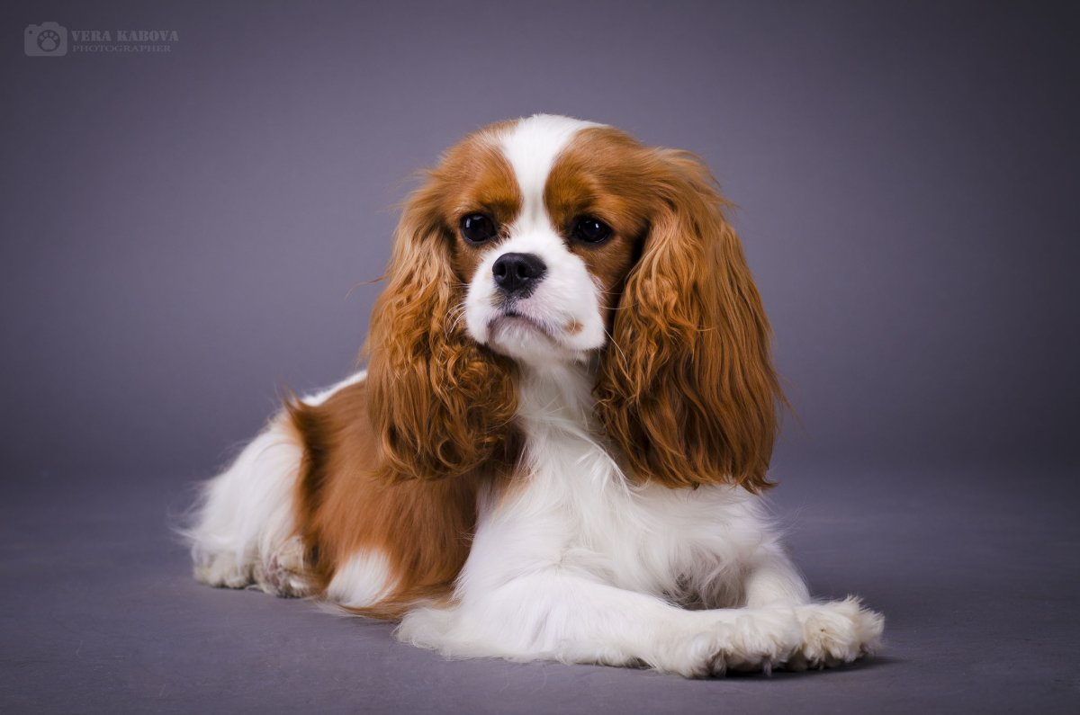 Кавалер Чарльз кокер спаниель