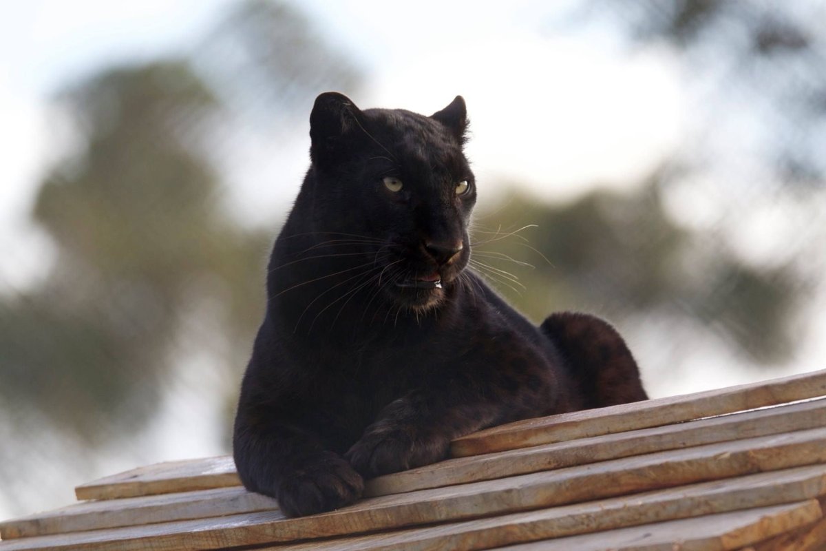 Пума черная