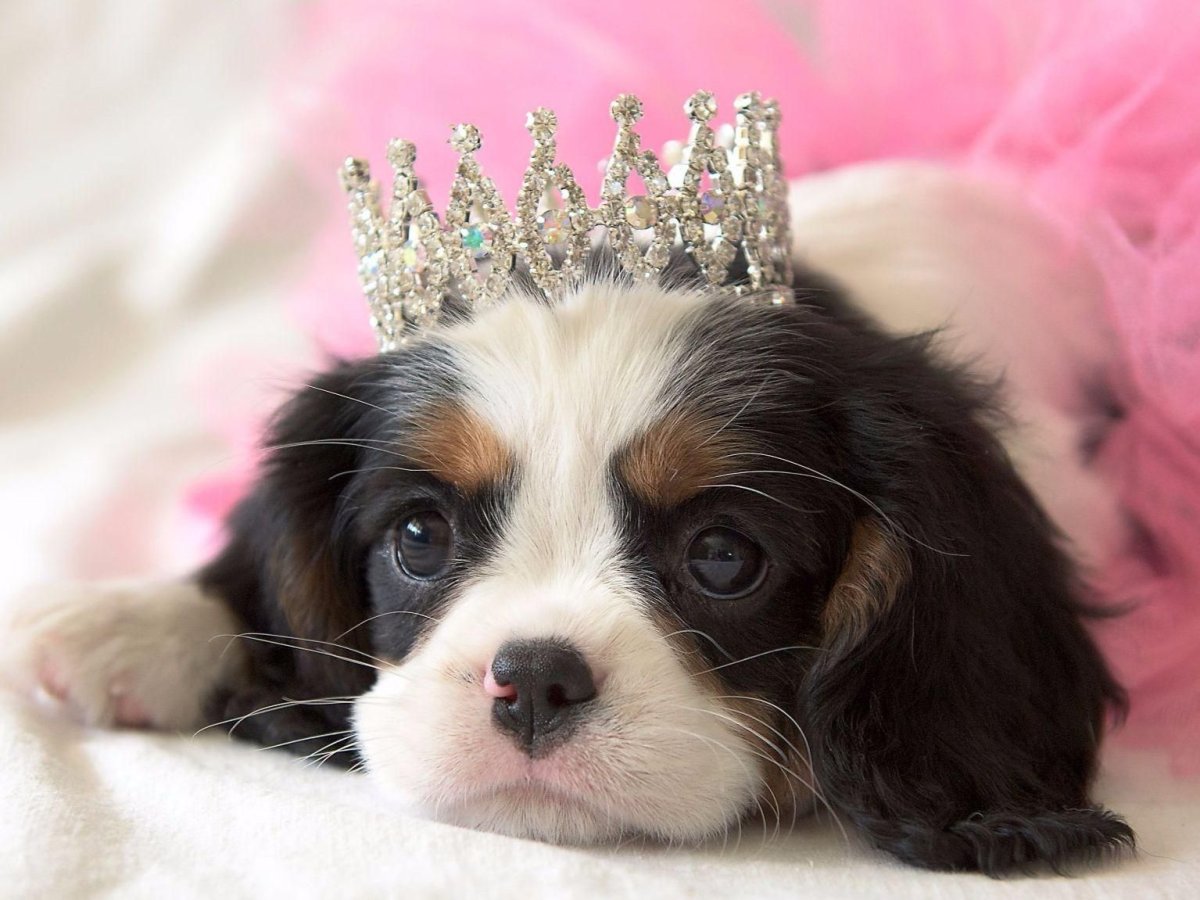 Принц со щенком