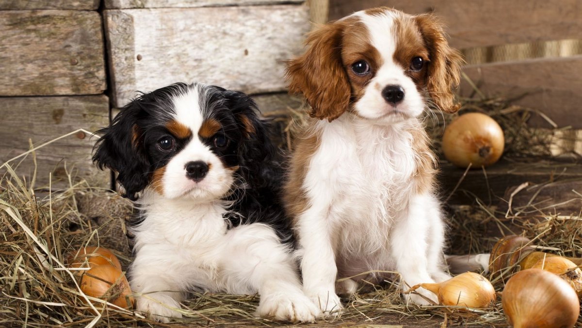 Кавалер кинчарс спаниель