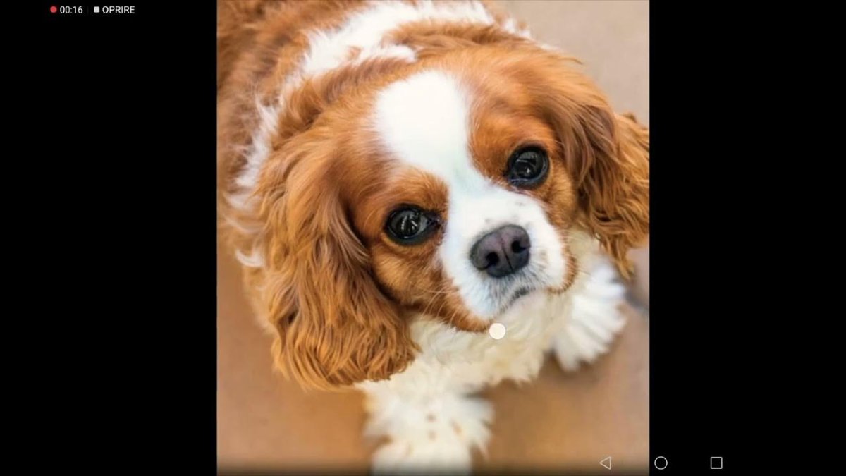 Кинг кокер спаниель