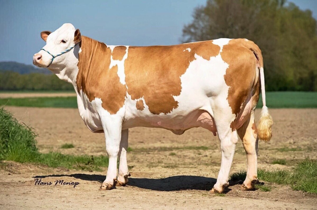 Сементальская порода Бычков