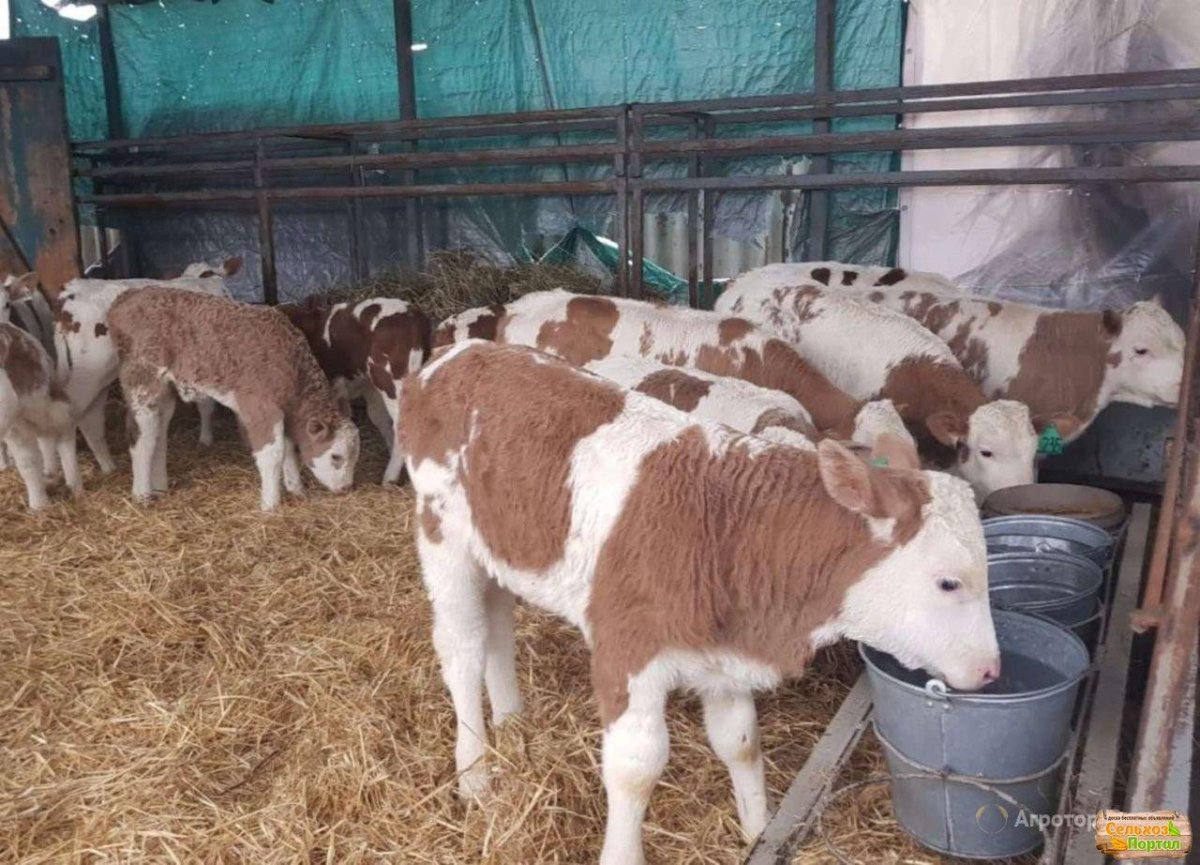 Телята бычки голштины симменталы