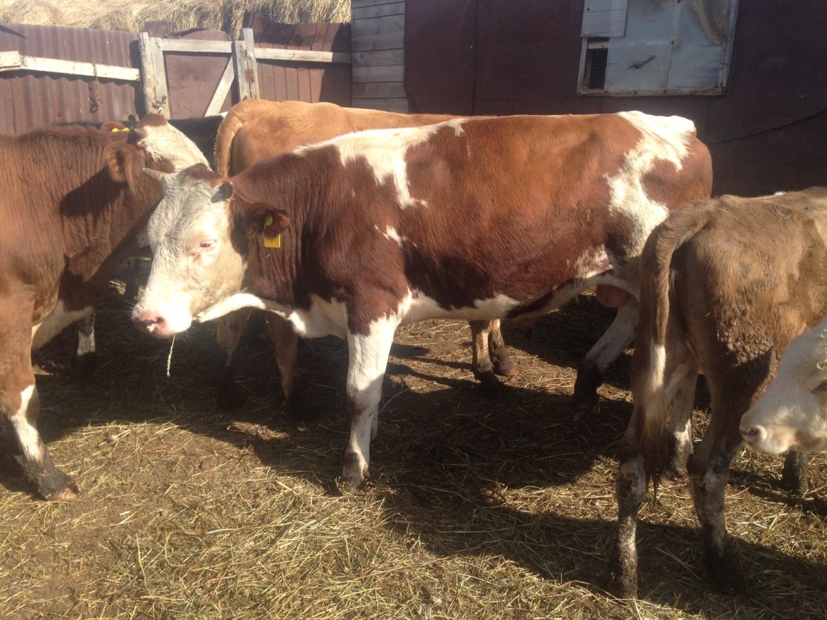 Молодняк КРС симментальской породы