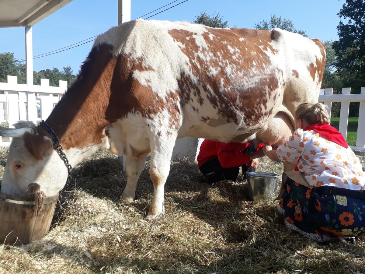 Симментал корова