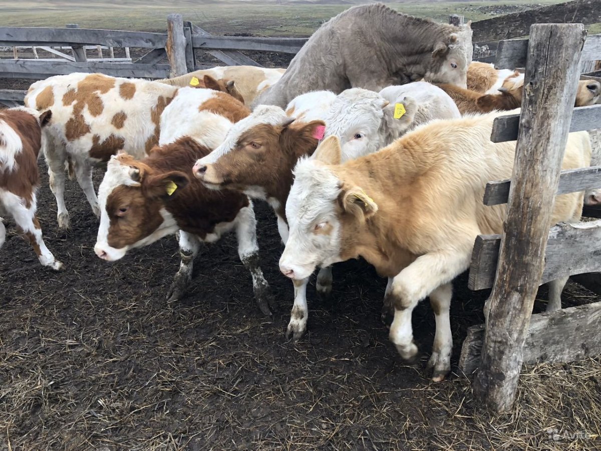 Симменталы бычки симменталы бычки