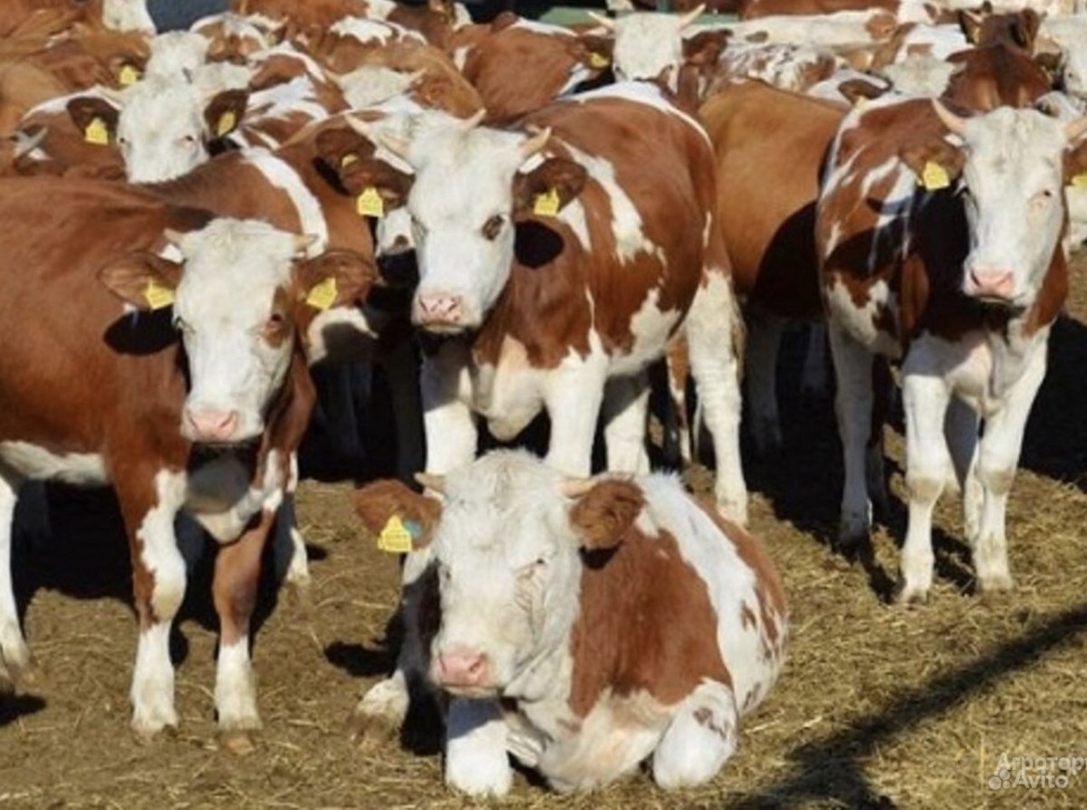 Бычки и телята симменталы
