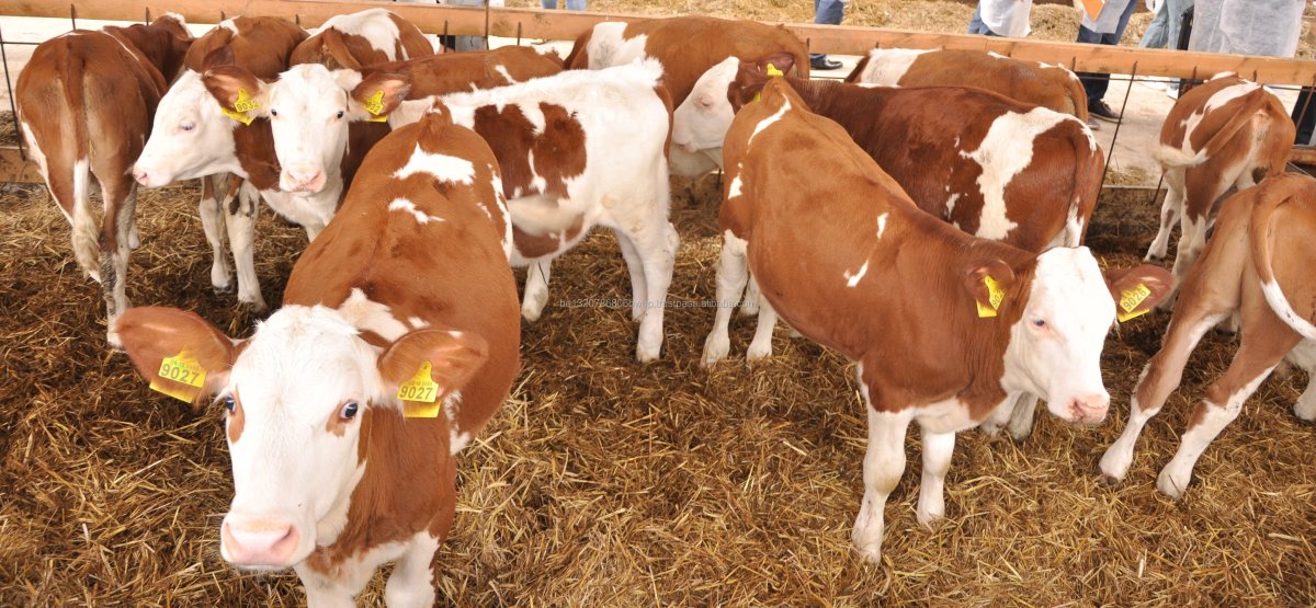 Бычки и телята симменталы