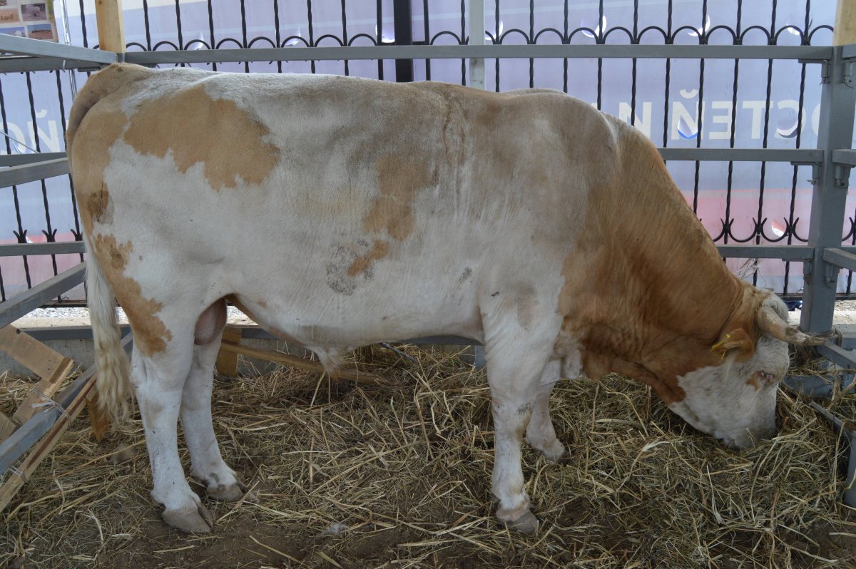 Симментальская порода Бычков