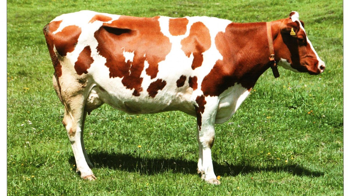 Племзавод КРС айрширская порода