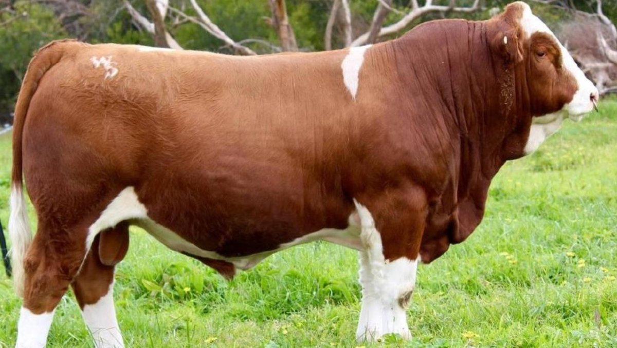 Флекви порода КРС