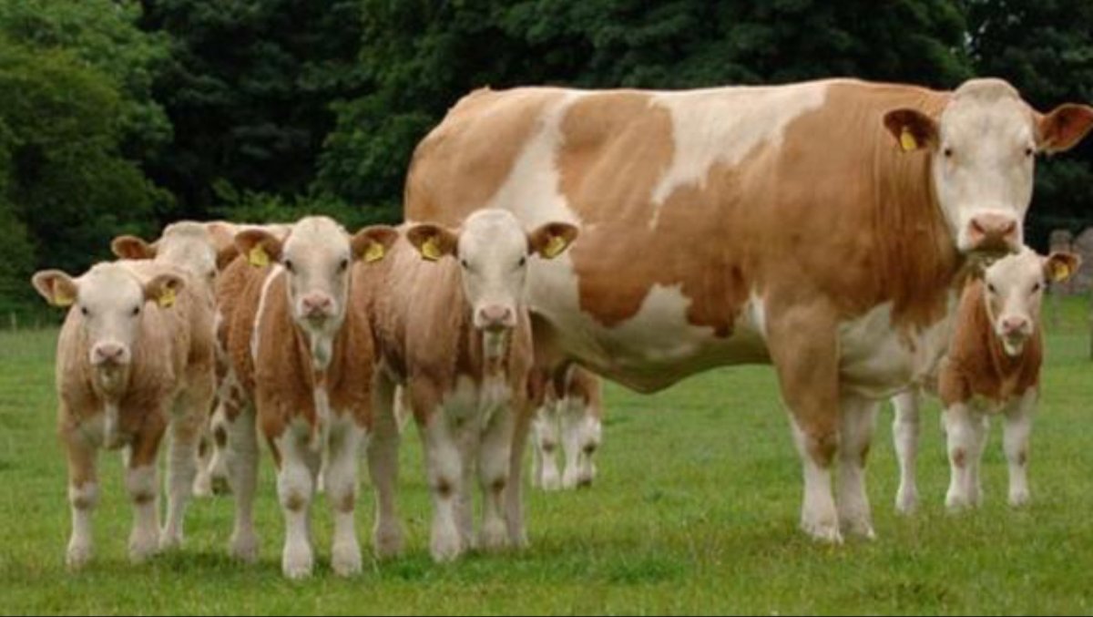 Симментальская порода коров