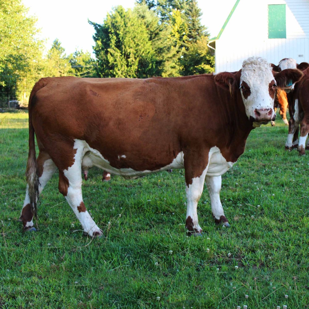 Порода КРС симментал