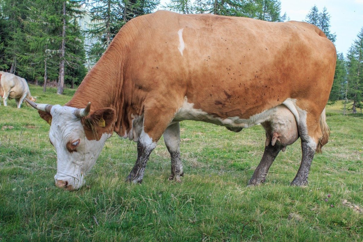 Симментальская порода КРС