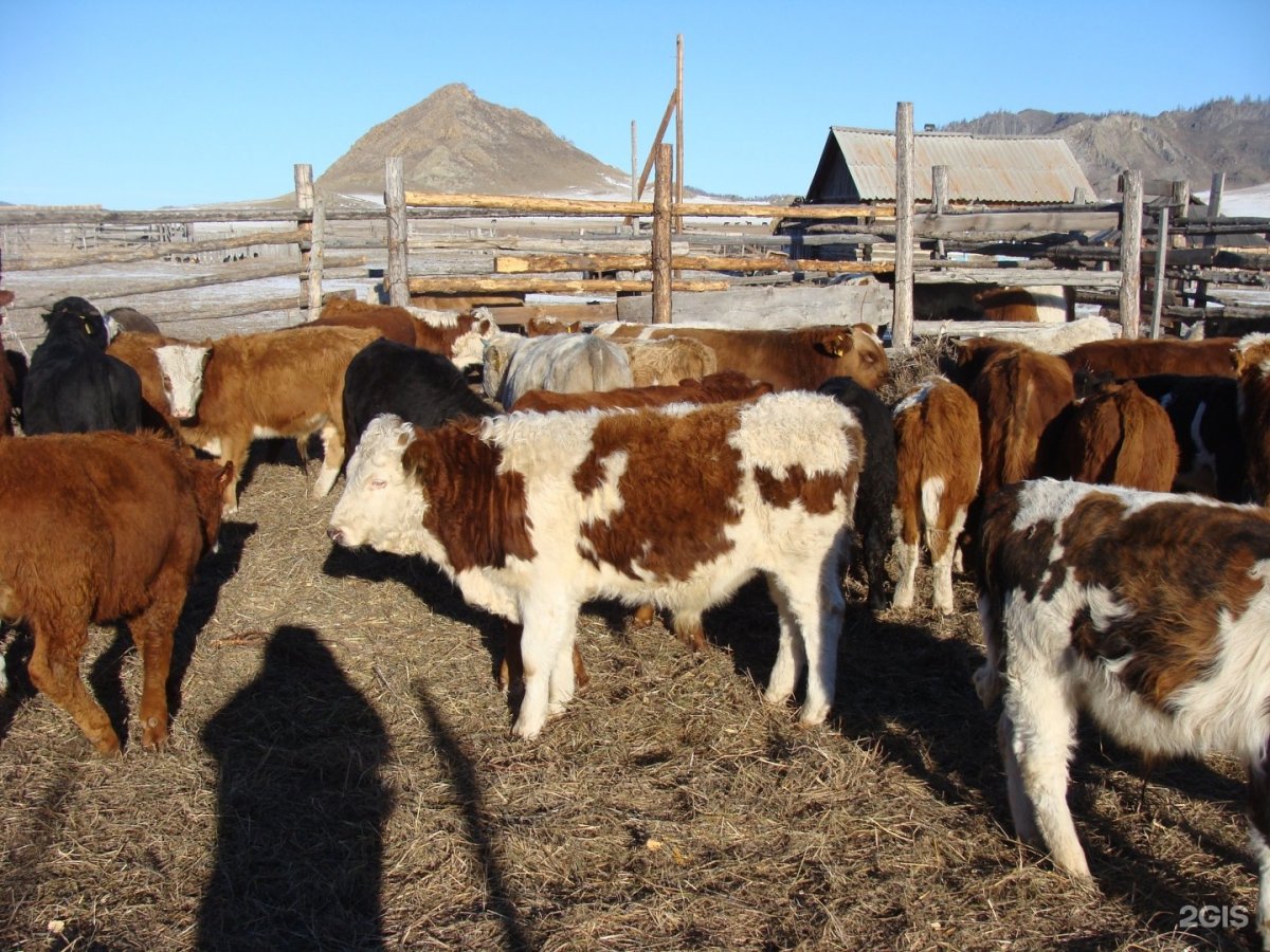 Телята симменталы Герефорды