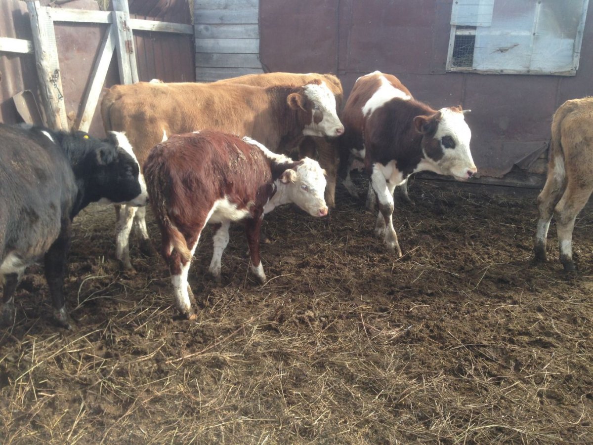 Бычки и телята симменталы