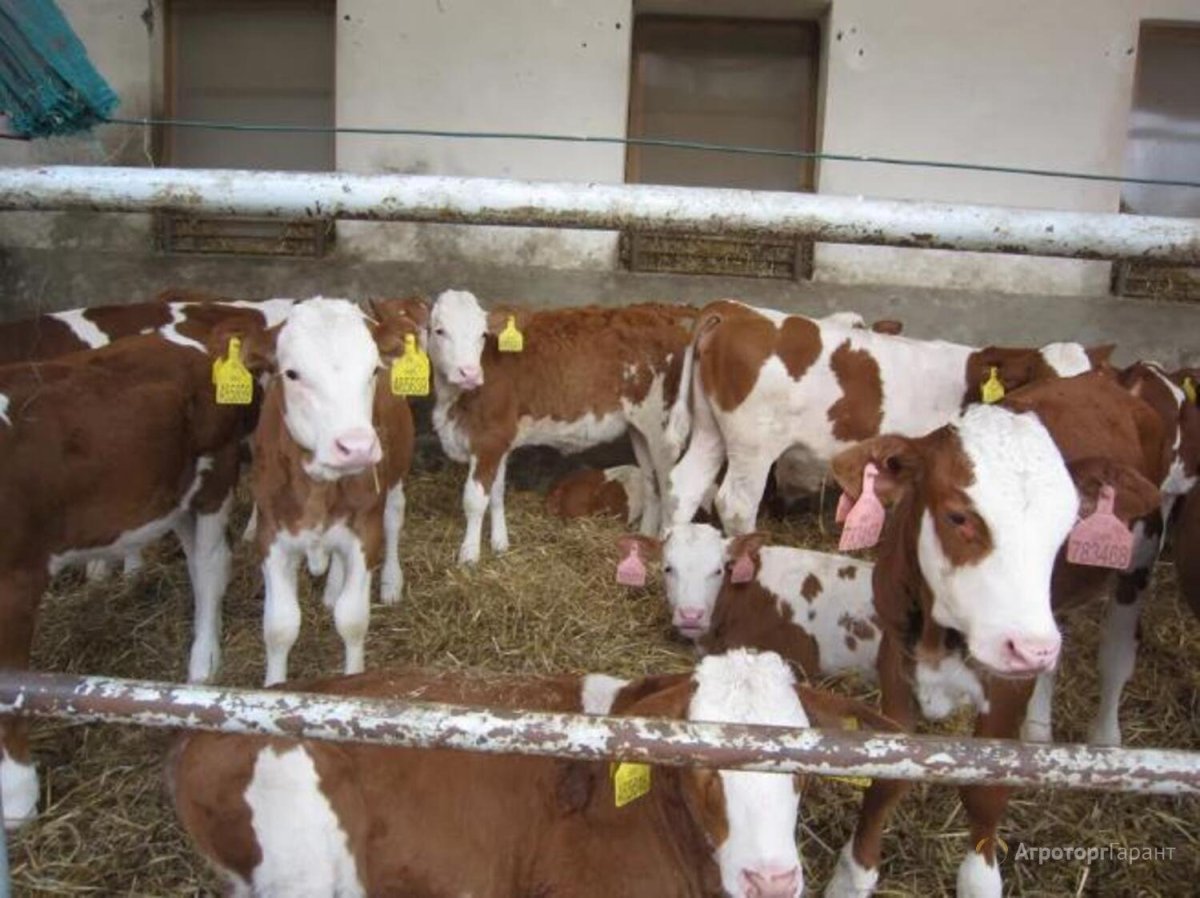 Бычки и телята симменталы