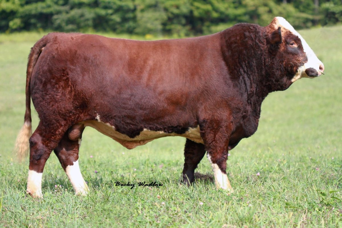 Симментал порода коров