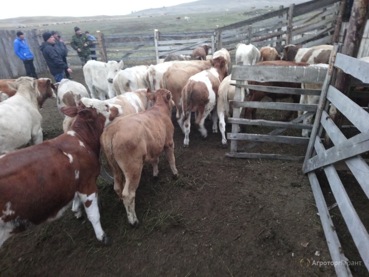 Симментальская порода Бычков