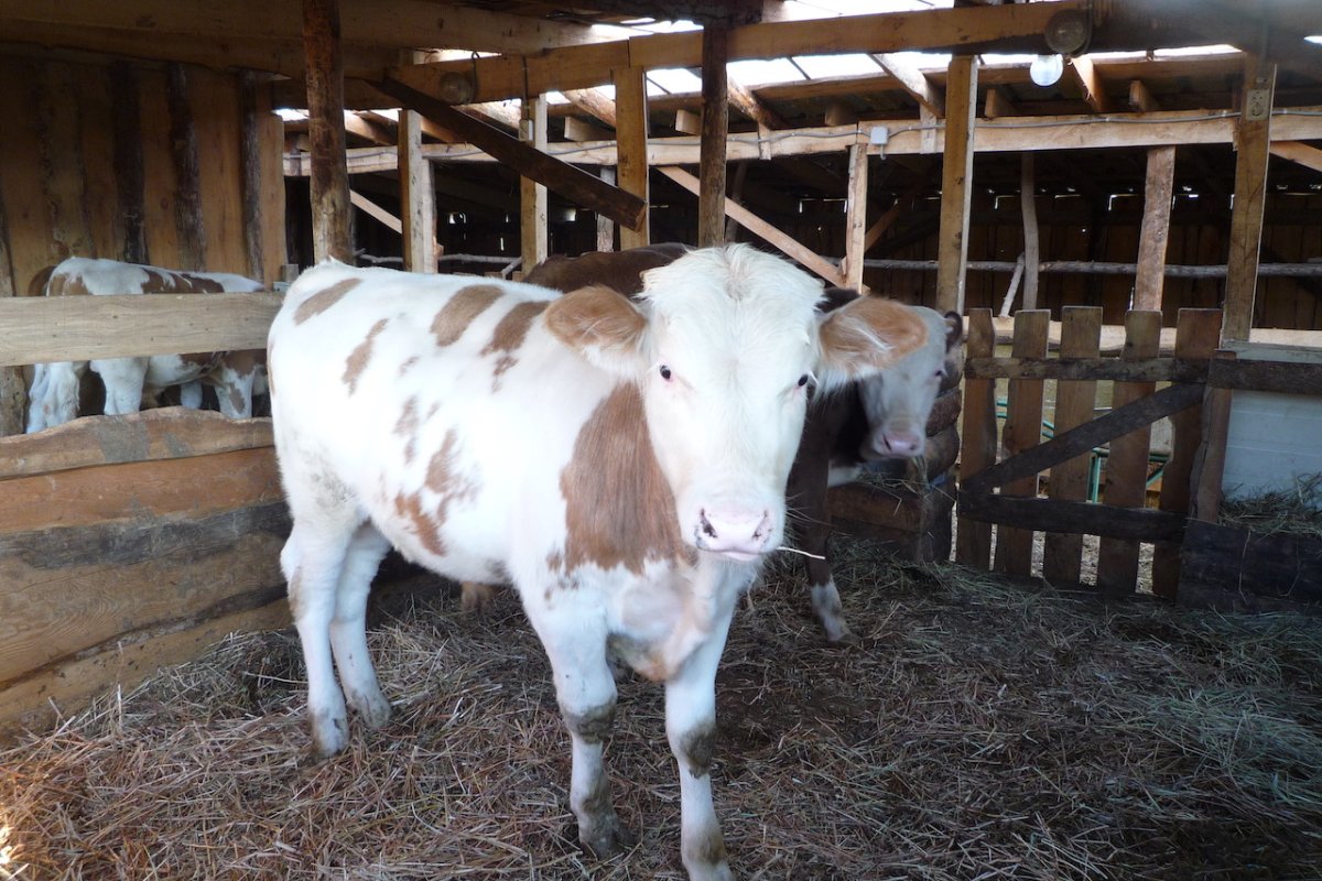 Телята породы симментал