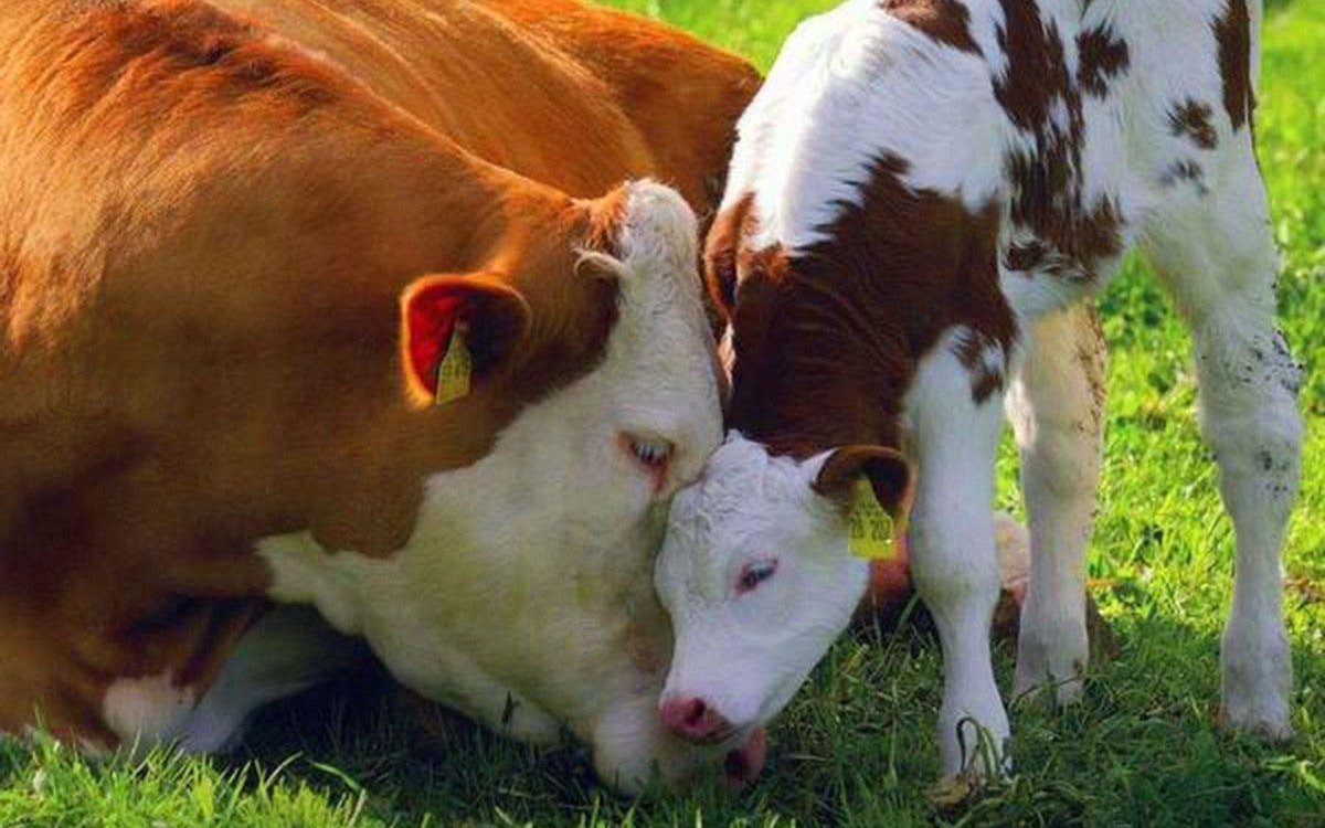 Коровы и телята