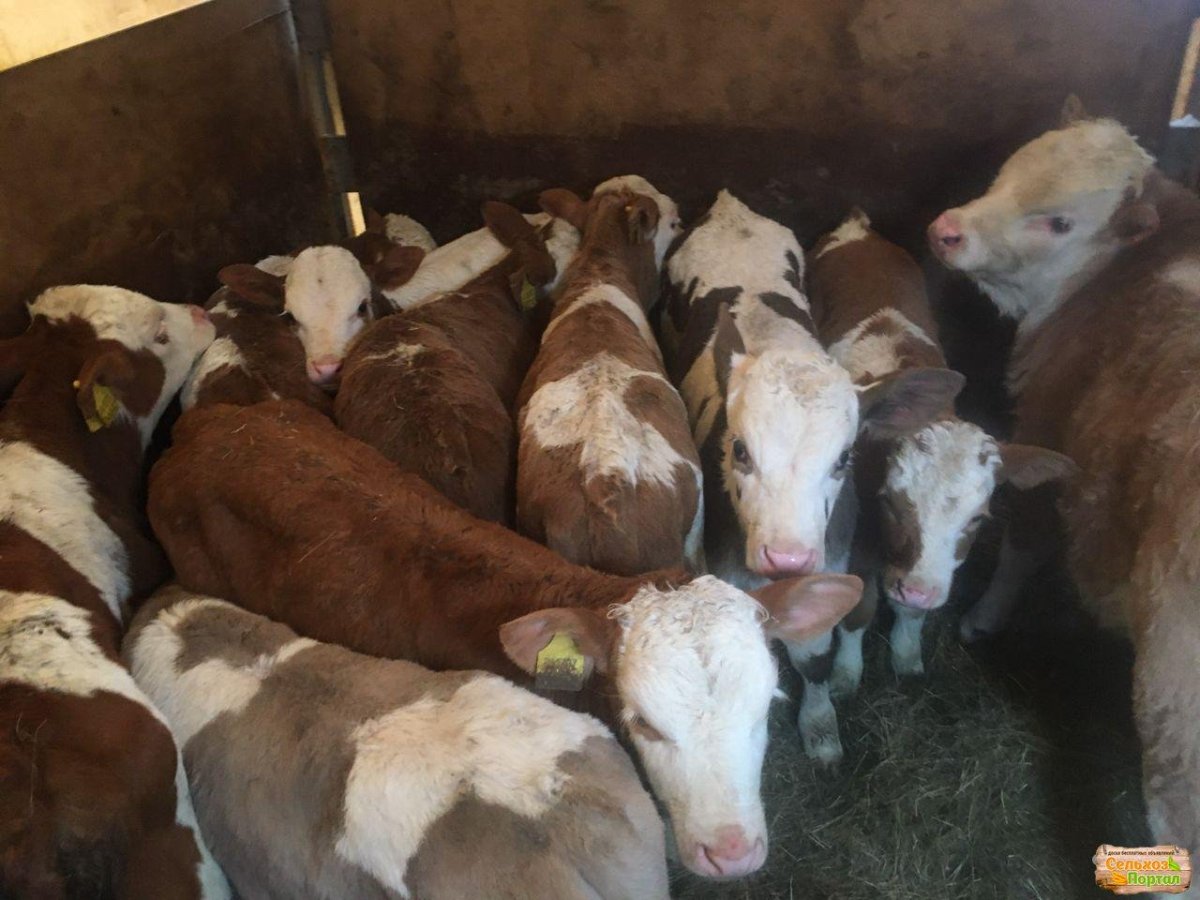 Быки симменталы Волгоградской