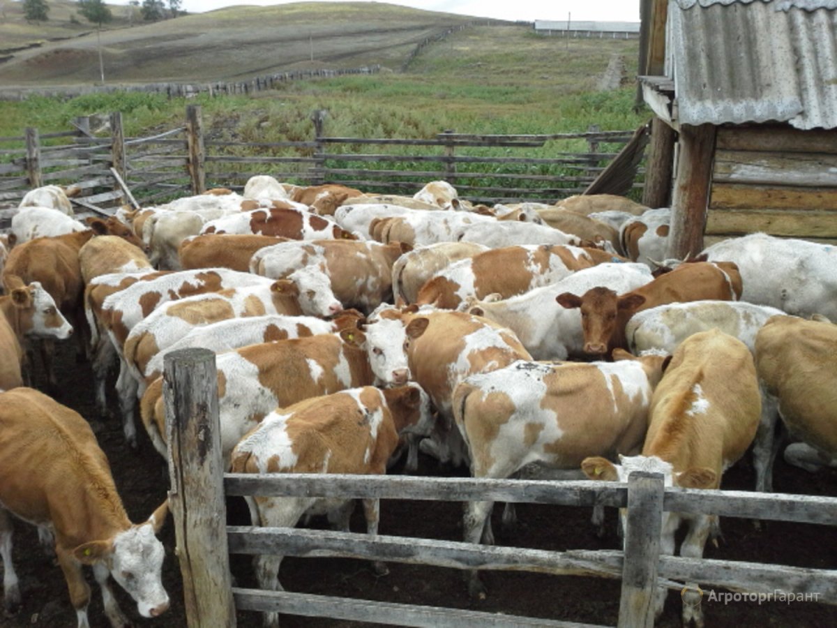 Телки симменталы