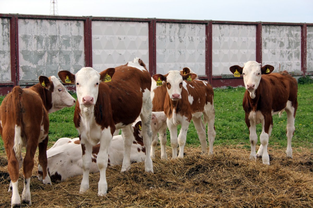 Бычки и телята симменталы