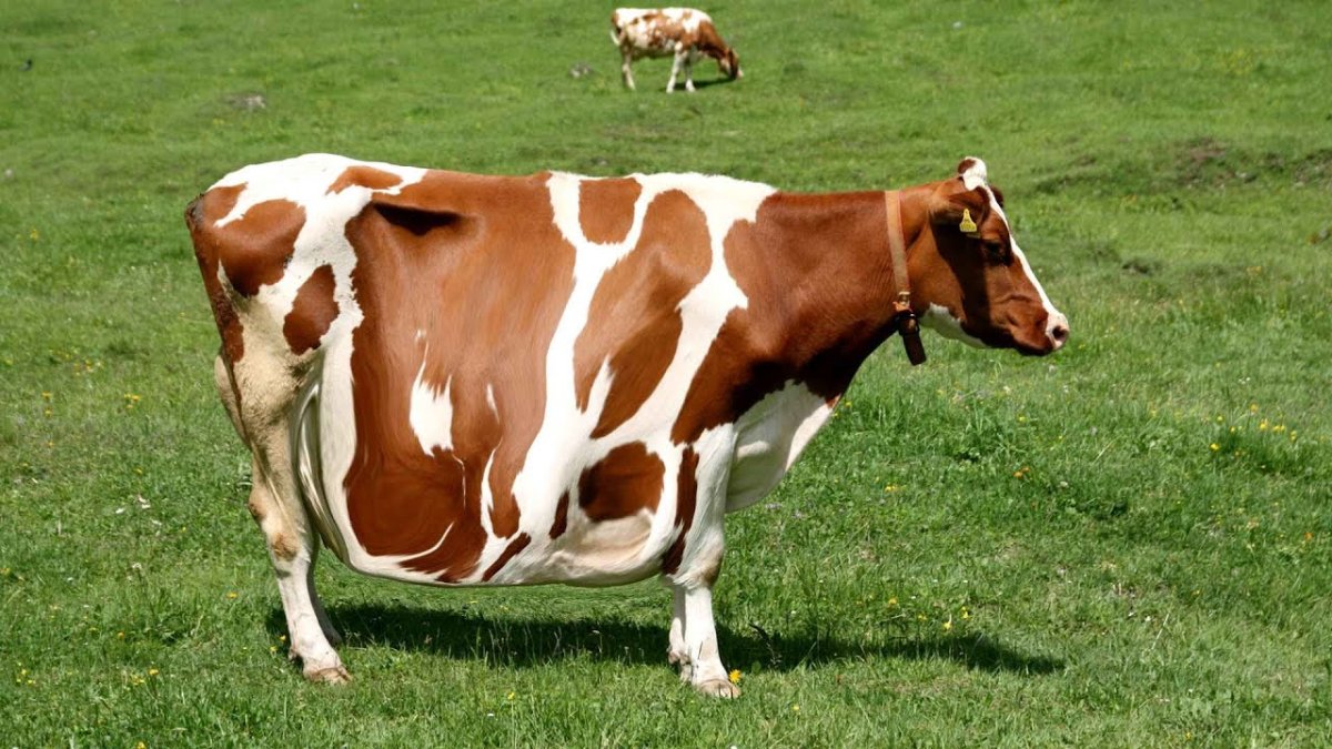 Французская симментальская